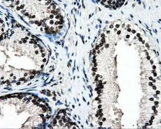 Anti-PSMC3 antibody [9F3] used in IHC (Paraffin sections) (IHC-P). GTX83778