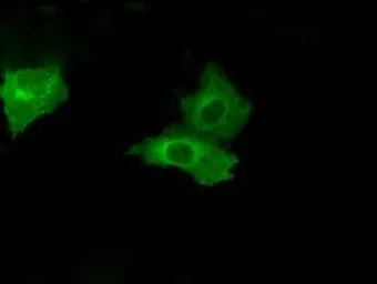 Anti-PSMC3 antibody [9F3] used in Immunocytochemistry/ Immunofluorescence (ICC/IF). GTX83778