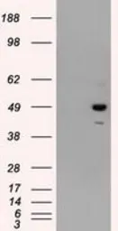 Anti-PSMC3 antibody [9G5] used in Western Blot (WB). GTX83783