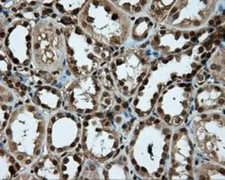 Anti-PSMC3 antibody [1C10] used in IHC (Paraffin sections) (IHC-P). GTX83784