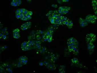 Anti-PSMC3 antibody [1C10] used in Immunocytochemistry/ Immunofluorescence (ICC/IF). GTX83784