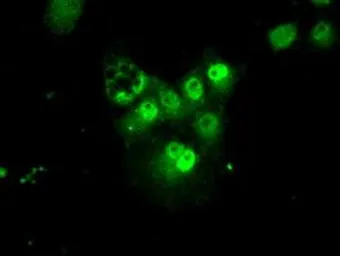 Anti-PSMA7 antibody [8F9] used in Immunocytochemistry/ Immunofluorescence (ICC/IF). GTX83785