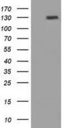 Anti-PRTG antibody [2B3] used in Western Blot (WB). GTX83789