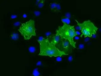 Anti-PRTG antibody [2B3] used in Immunocytochemistry/ Immunofluorescence (ICC/IF). GTX83789