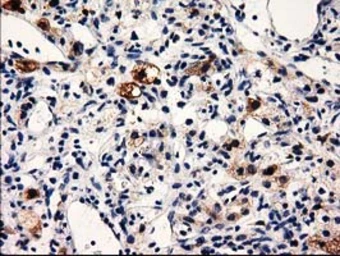 Anti-PRPSAP2 antibody [1E3] used in IHC (Paraffin sections) (IHC-P). GTX83790