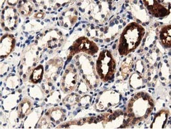 Anti-PRPSAP2 antibody [1E3] used in IHC (Paraffin sections) (IHC-P). GTX83790