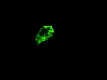 Anti-PROM2 antibody [14D1] used in Immunocytochemistry/ Immunofluorescence (ICC/IF). GTX83792