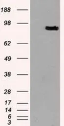 Anti-PROM2 antibody [3D12] used in Western Blot (WB). GTX83794