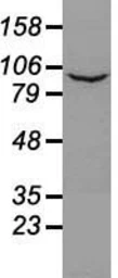 Anti-PROM2 antibody [3D12] used in Western Blot (WB). GTX83794