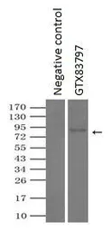 Anti-PROM2 antibody [5E5] used in Immunoprecipitation (IP). GTX83797