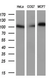 Anti-PROM2 antibody [5E5] used in Western Blot (WB). GTX83797