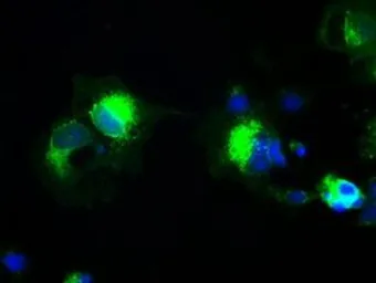 Anti-PROM2 antibody [5E5] used in Immunocytochemistry/ Immunofluorescence (ICC/IF). GTX83797