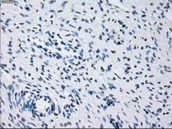 Anti-Prolactin antibody [6B1] used in IHC (Paraffin sections) (IHC-P). GTX83802