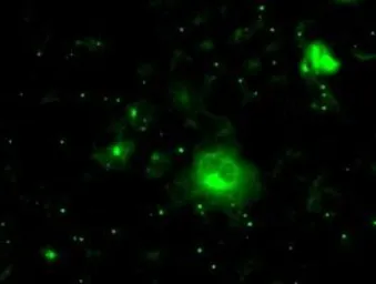 Anti-Prolactin antibody [9D12] used in Immunocytochemistry/ Immunofluorescence (ICC/IF). GTX83803