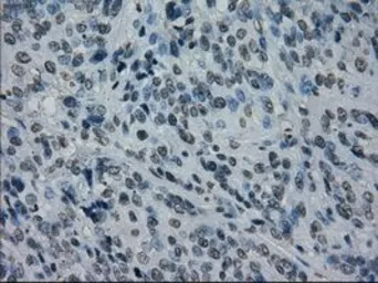 Anti-PRKY antibody [2H9] used in IHC (Paraffin sections) (IHC-P). GTX83804