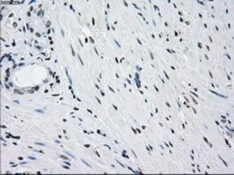 Anti-PRKY antibody [2H9] used in IHC (Paraffin sections) (IHC-P). GTX83804