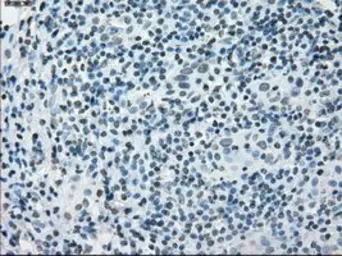 Anti-PRKY antibody [2H9] used in IHC (Paraffin sections) (IHC-P). GTX83804