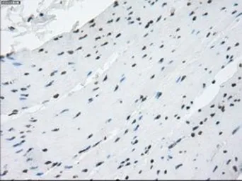 Anti-PRKY antibody [2H9] used in IHC (Paraffin sections) (IHC-P). GTX83804