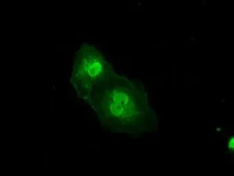 Anti-PRKY antibody [2H9] used in Immunocytochemistry/ Immunofluorescence (ICC/IF). GTX83804