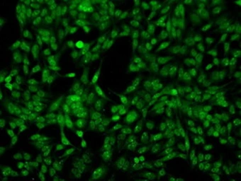 Anti-PRKY antibody [2H9] used in Immunocytochemistry/ Immunofluorescence (ICC/IF). GTX83804