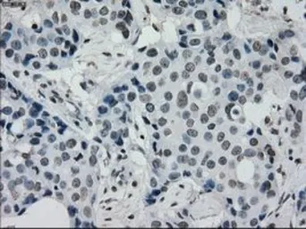 Anti-PRKY antibody [3E10] used in IHC (Paraffin sections) (IHC-P). GTX83810