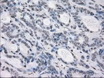 Anti-PRKY antibody [3E10] used in IHC (Paraffin sections) (IHC-P). GTX83810