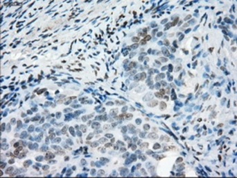 Anti-PRKY antibody [3E10] used in IHC (Paraffin sections) (IHC-P). GTX83810