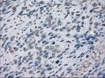 Anti-PRKY antibody [3E10] used in IHC (Paraffin sections) (IHC-P). GTX83810