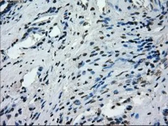 Anti-PRKY antibody [3E10] used in IHC (Paraffin sections) (IHC-P). GTX83810