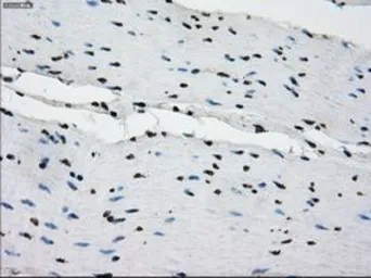 Anti-PRKY antibody [3E10] used in IHC (Paraffin sections) (IHC-P). GTX83810