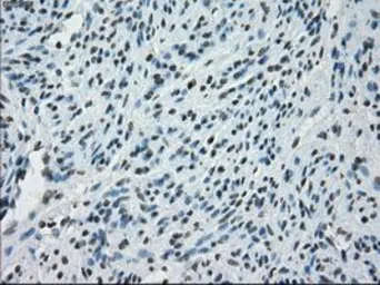 Anti-PRKY antibody [3E10] used in IHC (Paraffin sections) (IHC-P). GTX83810