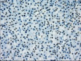 Anti-PRKY antibody [3E10] used in IHC (Paraffin sections) (IHC-P). GTX83810
