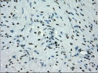 Anti-PRKY antibody [3E10] used in IHC (Paraffin sections) (IHC-P). GTX83810