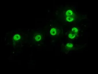 Anti-PRKY antibody [3E10] used in Immunocytochemistry/ Immunofluorescence (ICC/IF). GTX83810