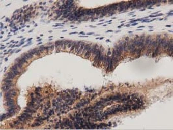 Anti-PKD2 antibody [5G1] used in IHC (Paraffin sections) (IHC-P). GTX83817