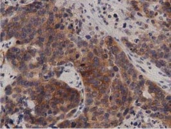 Anti-PKD2 antibody [5G1] used in IHC (Paraffin sections) (IHC-P). GTX83817