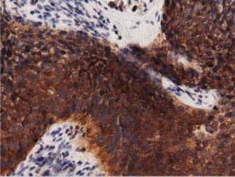 Anti-PKD2 antibody [5G1] used in IHC (Paraffin sections) (IHC-P). GTX83817