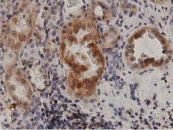 Anti-PKD2 antibody [5G1] used in IHC (Paraffin sections) (IHC-P). GTX83817