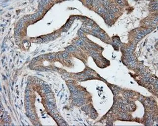 Anti-PKA R2 antibody [1A7] used in IHC (Paraffin sections) (IHC-P). GTX83823