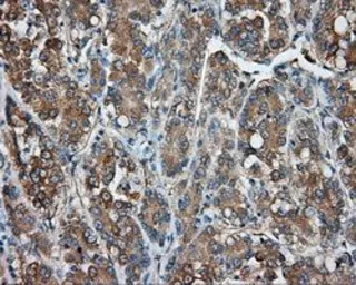 Anti-PKA R2 antibody [4A3] used in IHC (Paraffin sections) (IHC-P). GTX83825