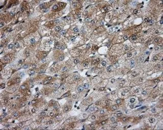 Anti-PKA R2 antibody [4A3] used in IHC (Paraffin sections) (IHC-P). GTX83825