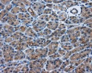 Anti-PKA R2 antibody [4A3] used in IHC (Paraffin sections) (IHC-P). GTX83825