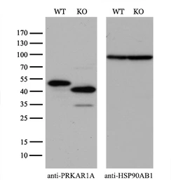 Anti-PKA I alpha reg antibody [6C7] used in Western Blot (WB). GTX83827
