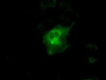 Anti-PKA I alpha reg antibody [6C7] used in Immunocytochemistry/ Immunofluorescence (ICC/IF). GTX83827