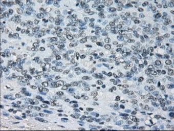 Anti-PRX IV antibody [9A3] used in IHC (Paraffin sections) (IHC-P). GTX83828