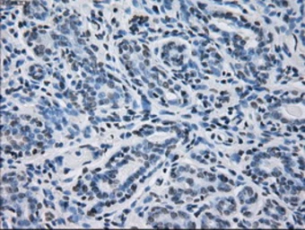 Anti-PRX IV antibody [9A3] used in IHC (Paraffin sections) (IHC-P). GTX83828