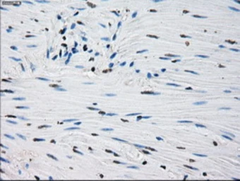 Anti-PRX IV antibody [9A3] used in IHC (Paraffin sections) (IHC-P). GTX83828