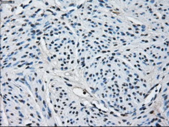 Anti-PRX IV antibody [9A3] used in IHC (Paraffin sections) (IHC-P). GTX83828