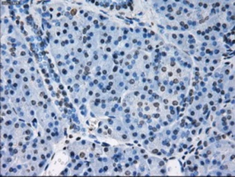 Anti-PRX IV antibody [9A3] used in IHC (Paraffin sections) (IHC-P). GTX83828