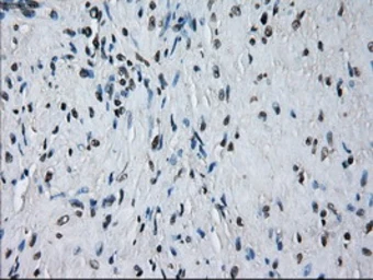 Anti-PRX IV antibody [9A3] used in IHC (Paraffin sections) (IHC-P). GTX83828